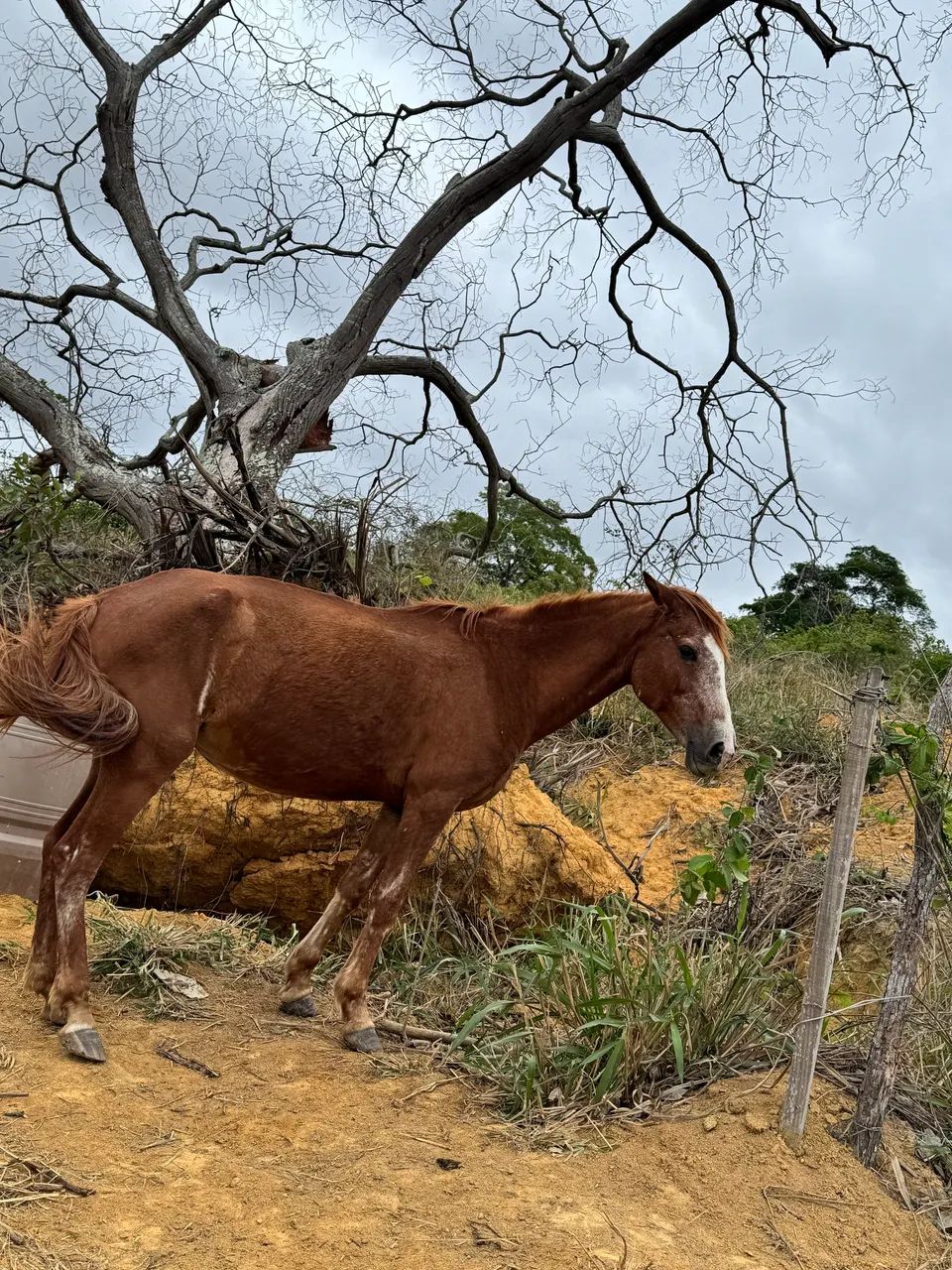 Égua mansa  - Foto 2
