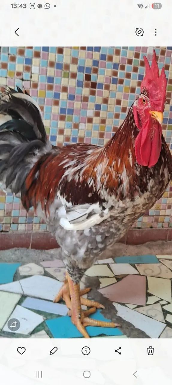 Disponível Frango gsb 