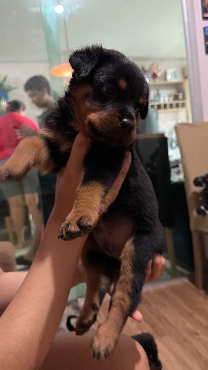 Rottweiler macho  - Foto 4