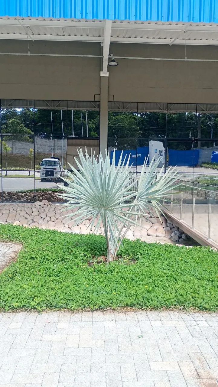 Jardinagem e paisagismo  - Foto 4