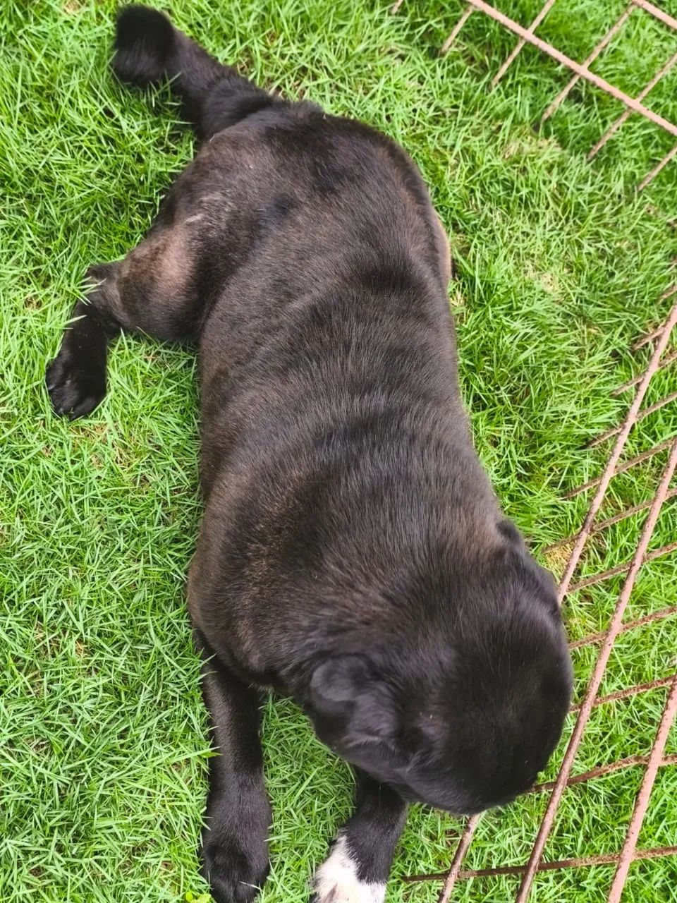 Cachorro da Raça Pug  - Foto 2