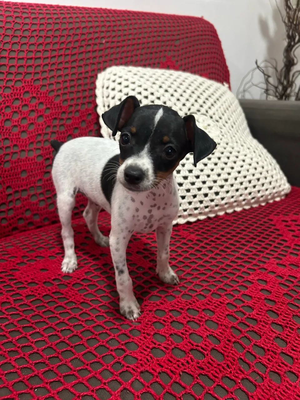 Filhote pinscher 