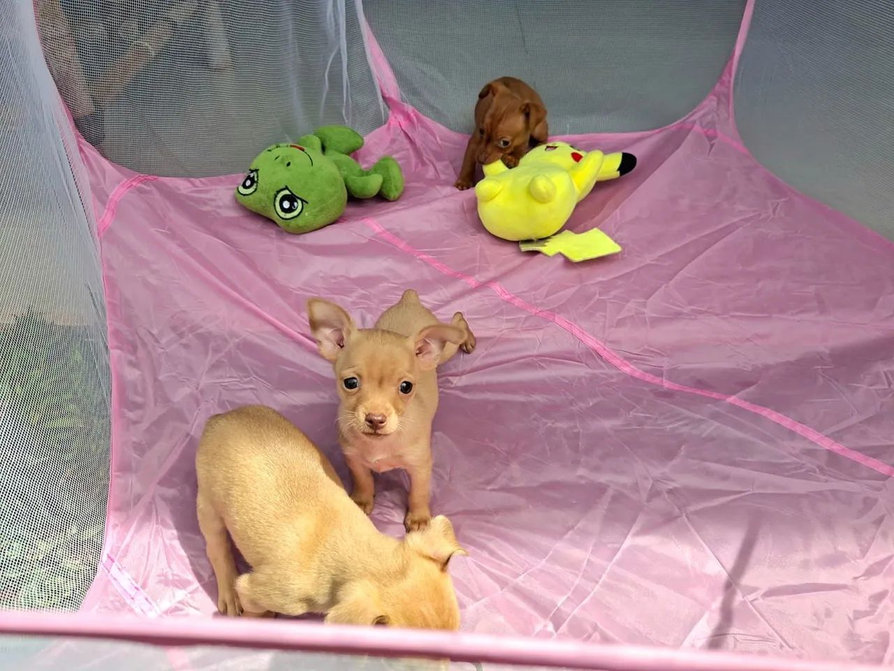 Pinscher machinho - Foto 4