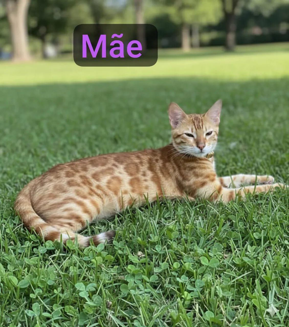 BENGAL c pedigree Tropicats  - Foto 5