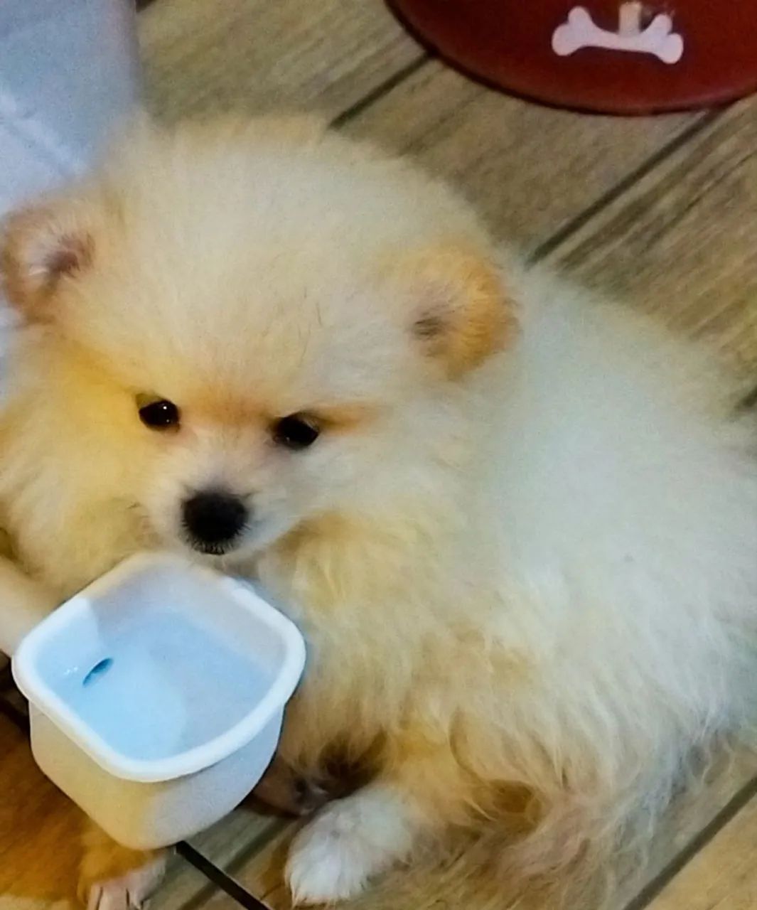 Spitz alemão ursinho. - Foto 4