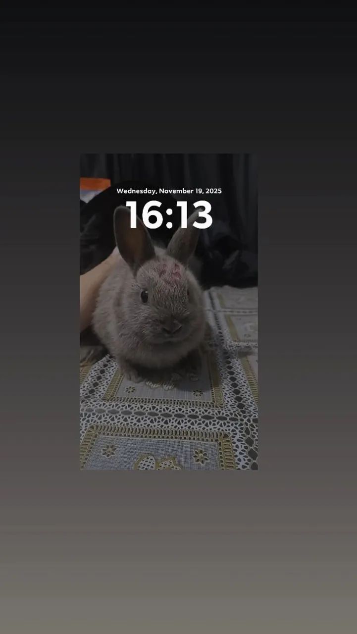 2 coelhas por 100$ - Foto 3