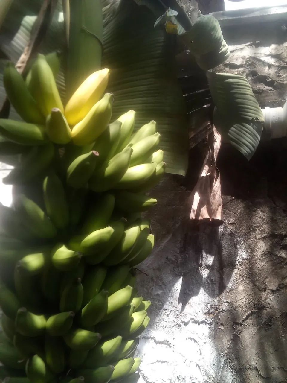banana maçã