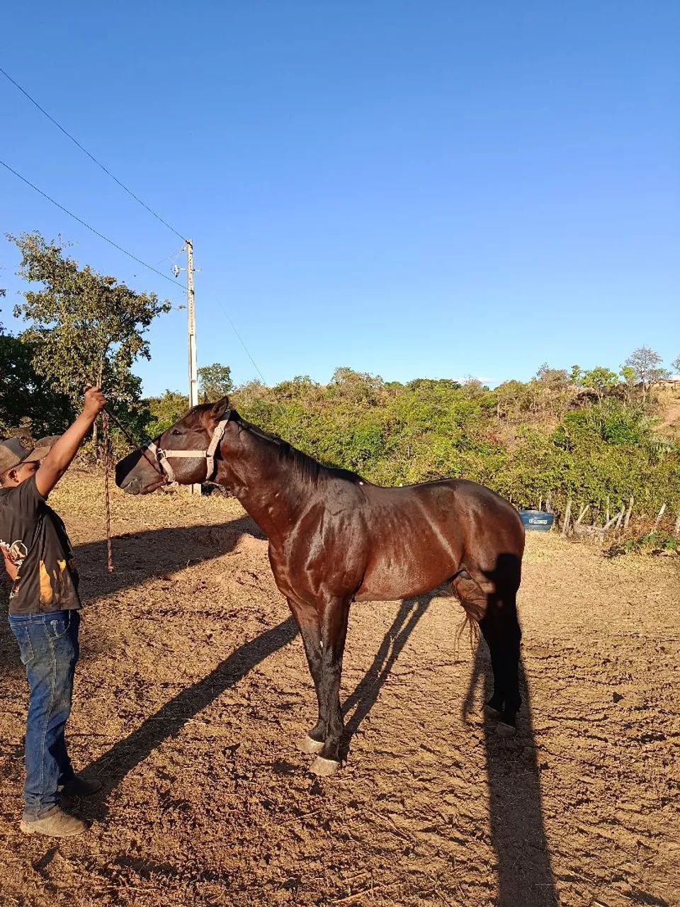 vendo lindo garanhão  - Foto 3
