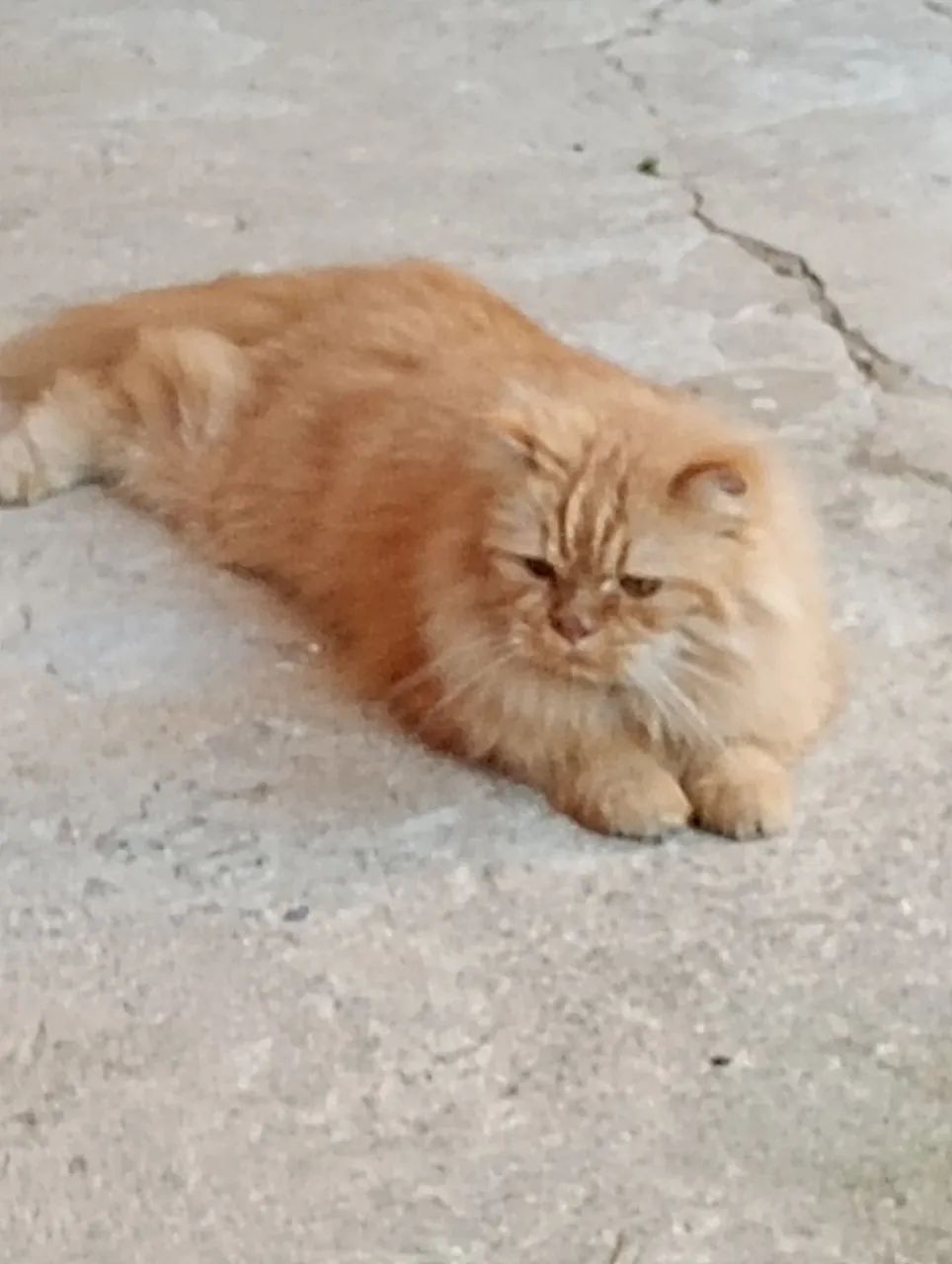 Vendo gato persa - Foto 3