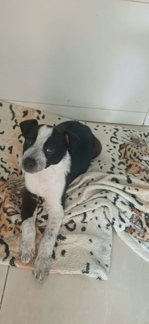 adoção responsável  - Foto 2