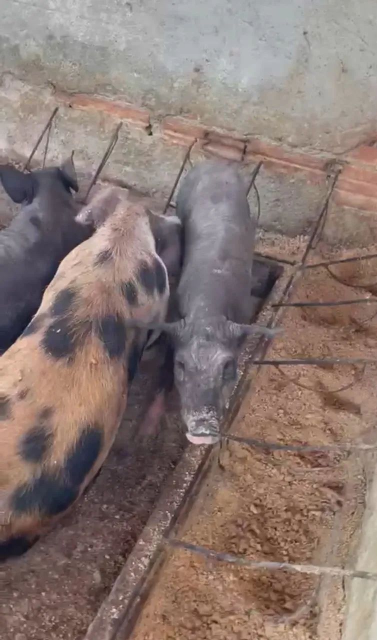 Cachaço colher e nilo - Foto 2