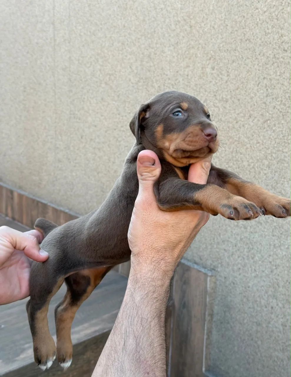Filhotes de Doberman