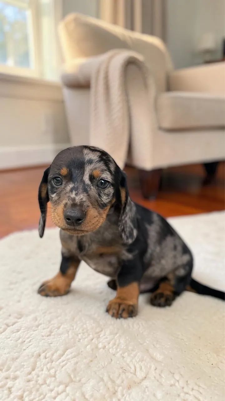 Filhote de Daschund Mini  - Foto 4