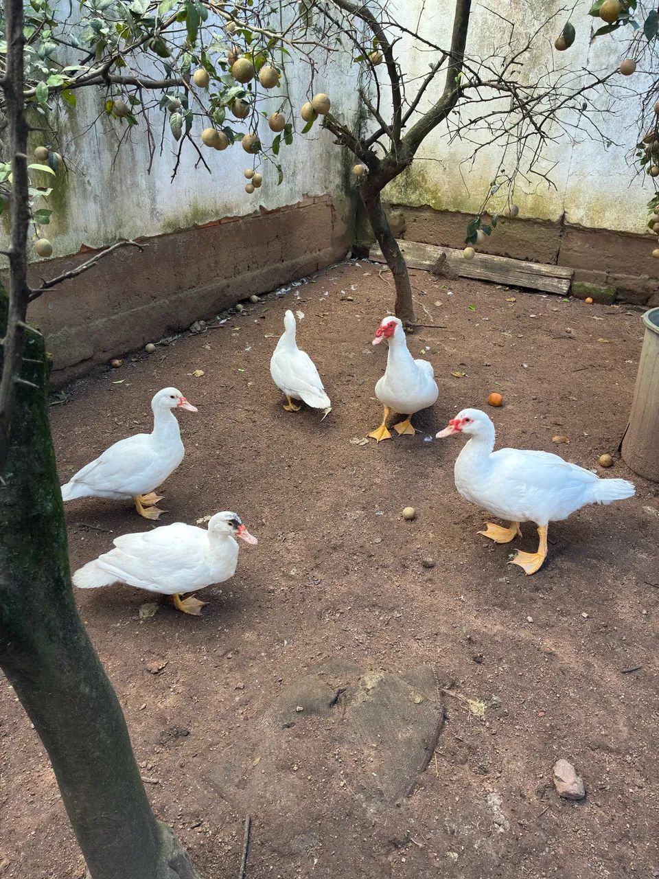 Patos em viamao 
