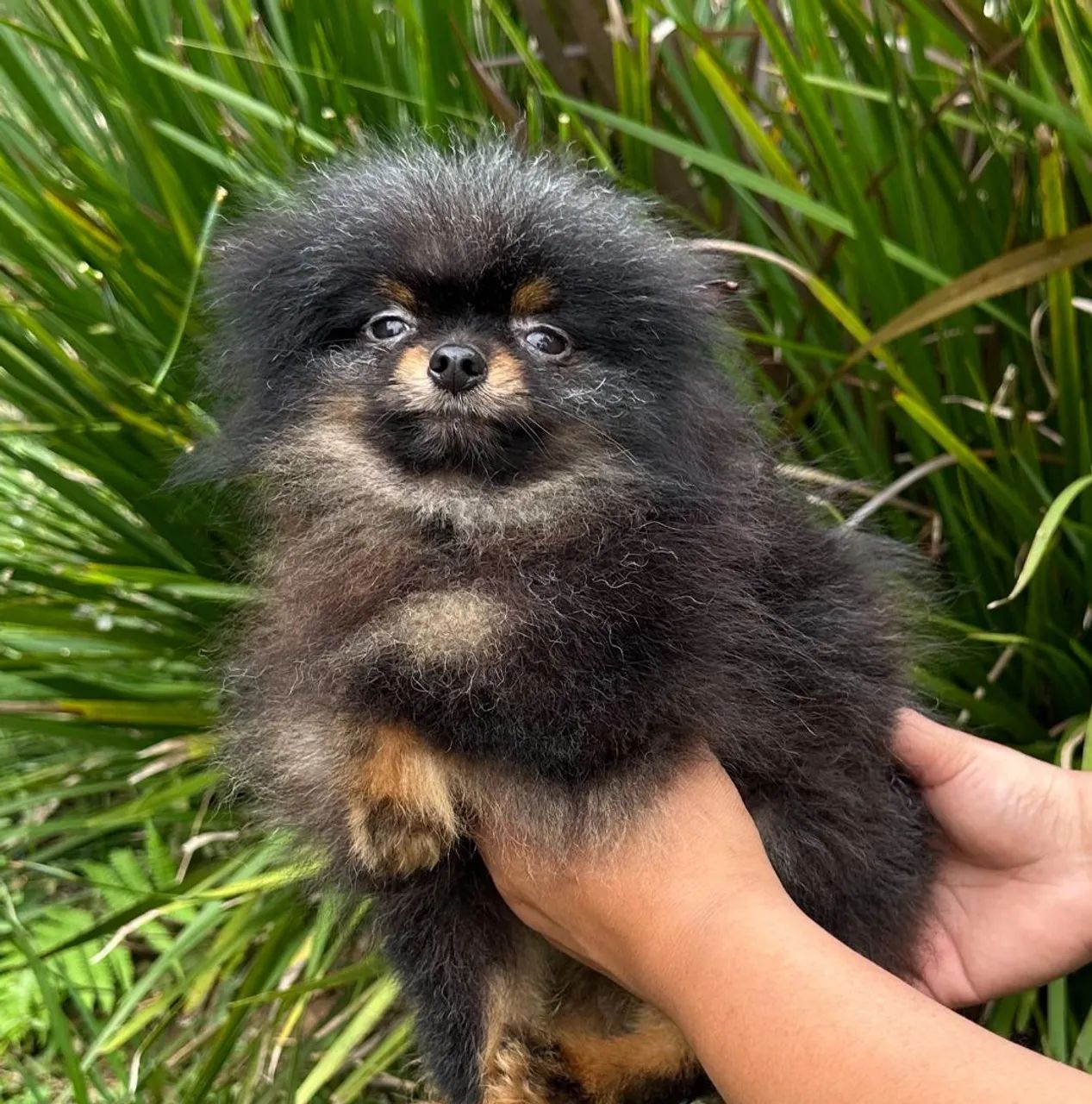 Spitz alemão (lulu macho)