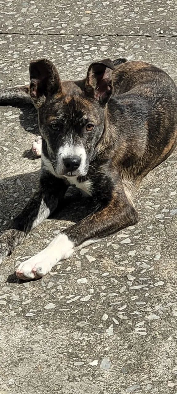 Dou-se cachorro  - Foto 4