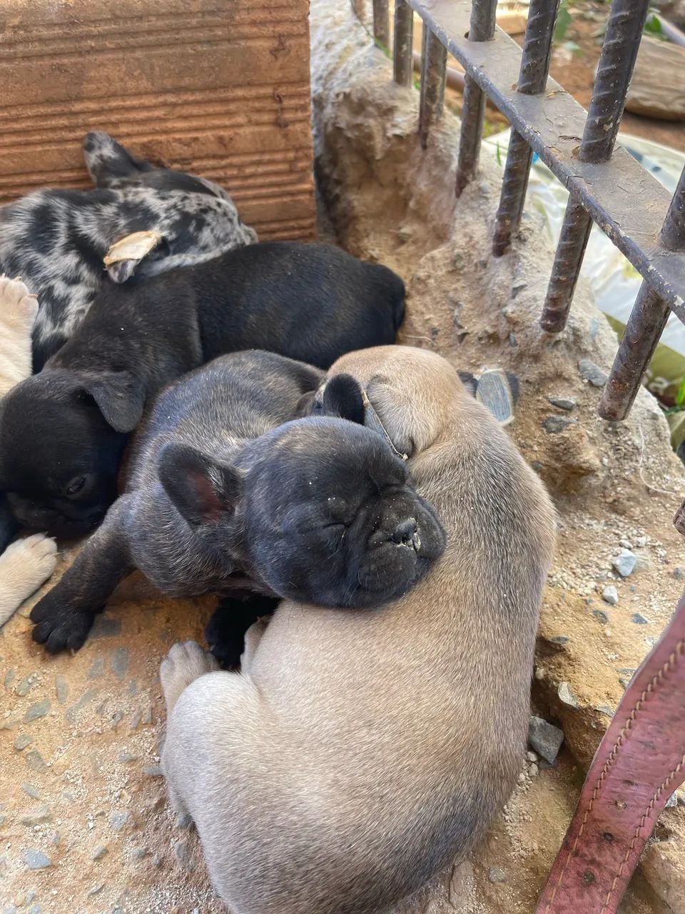 Vendo buldogue francês  - Foto 5