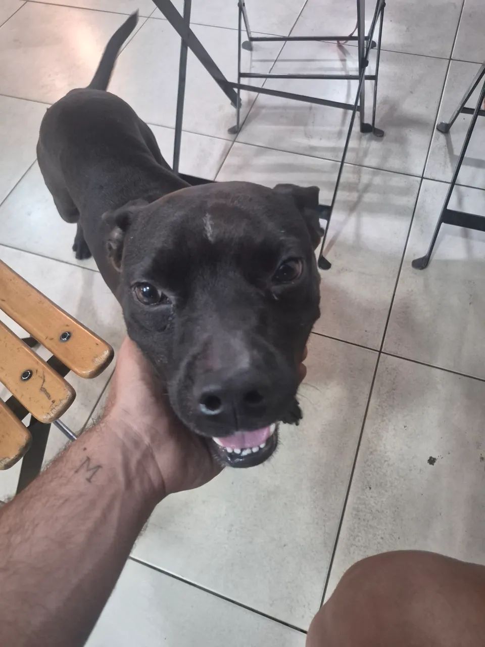 Cachorro para Adoção Responsável - Foto 4