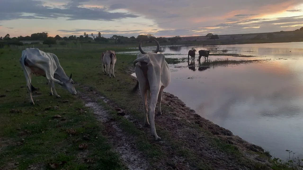 VENDO VACA MESTIÇA DE GUZERÀ  - Foto 4