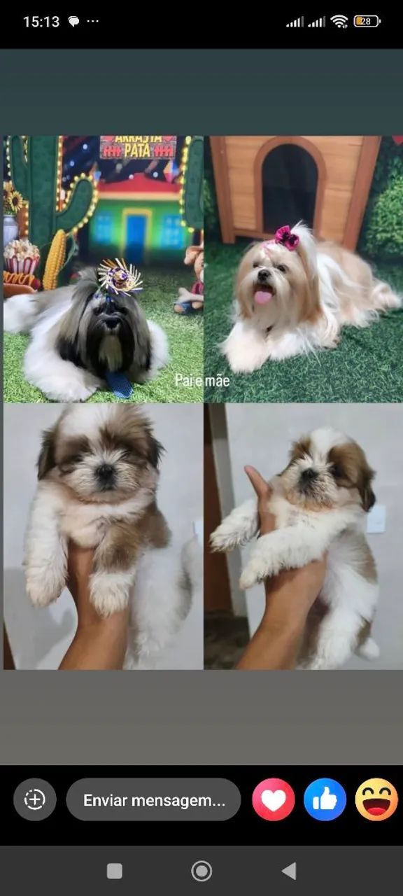 Cachorro 