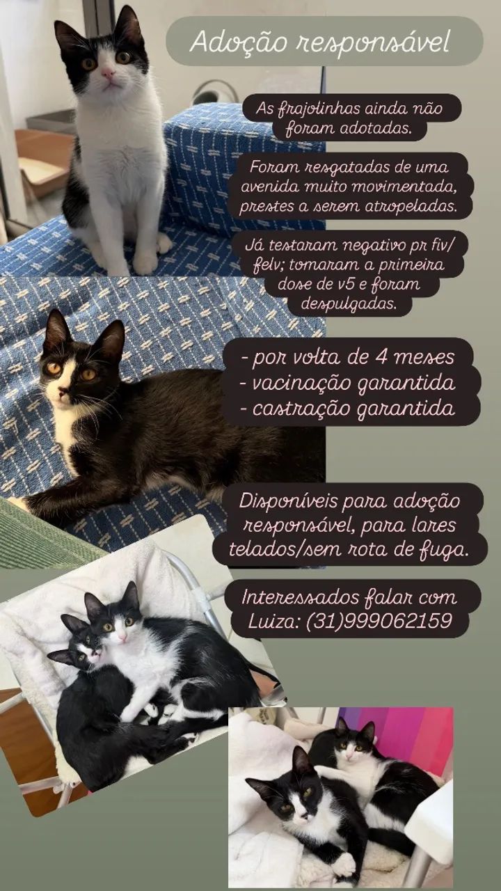 Gato