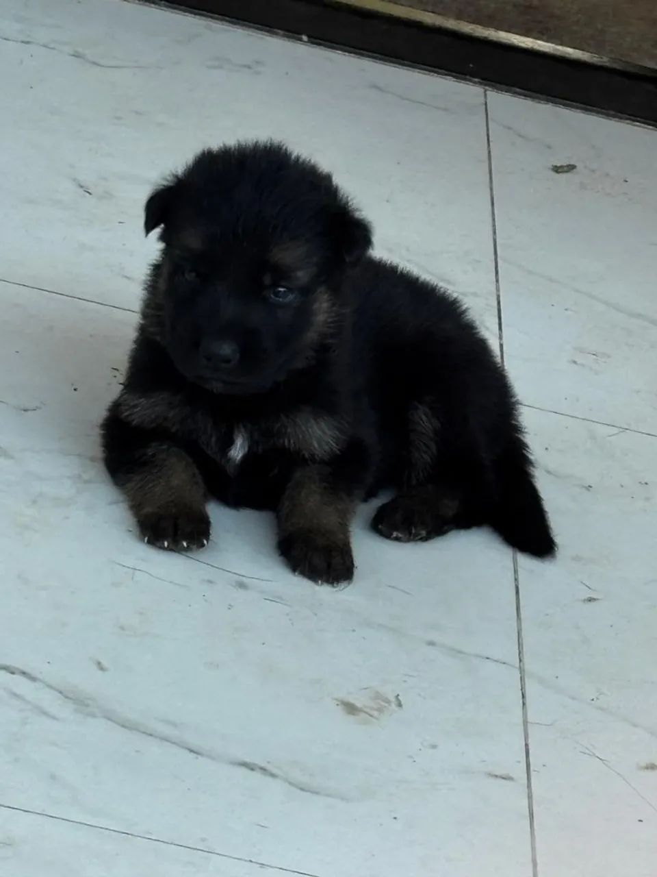 Vende se cães  - Foto 2