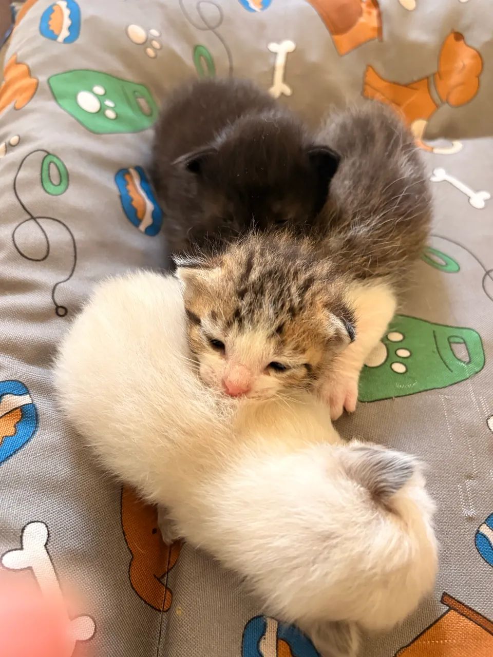 Adoção de Gatinhos  - Foto 4