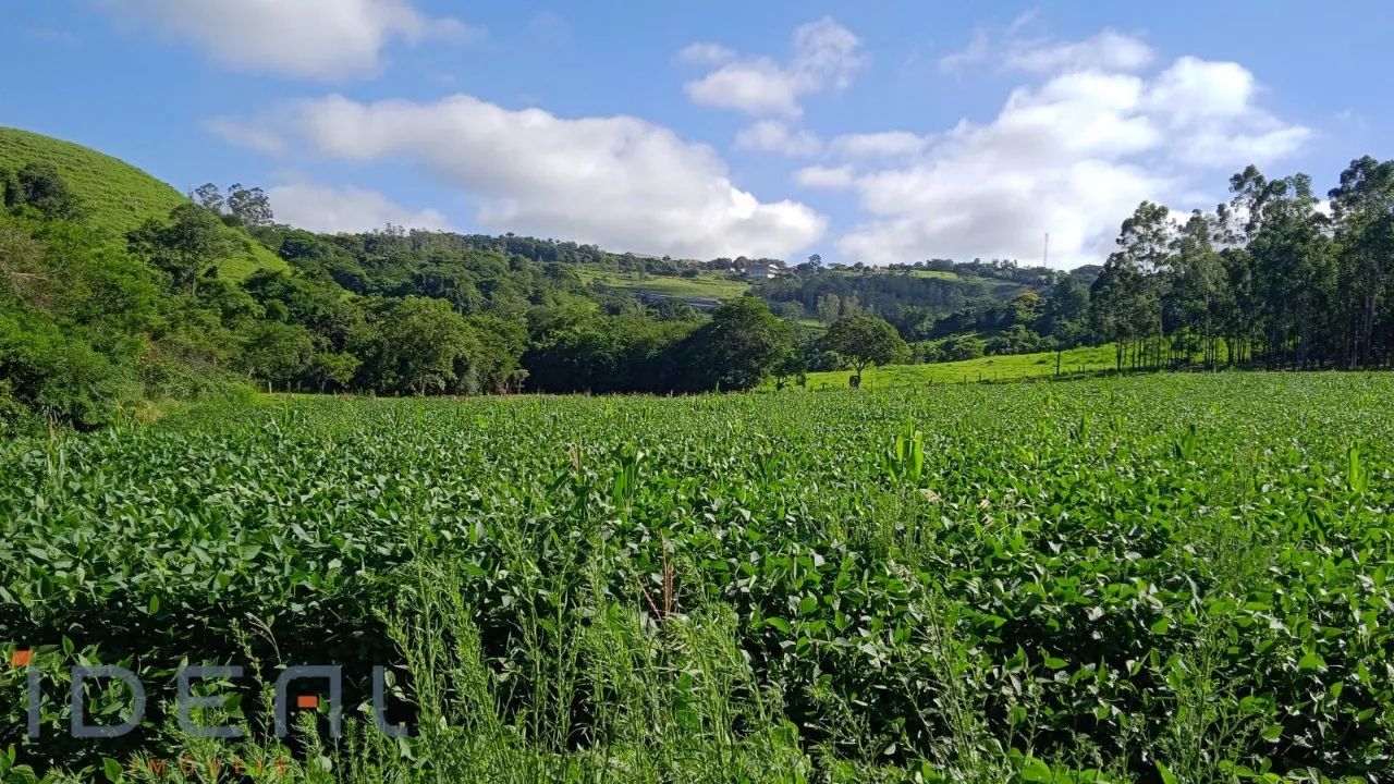 Sítio a venda em Jandaia do Sul/PR - Foto 3