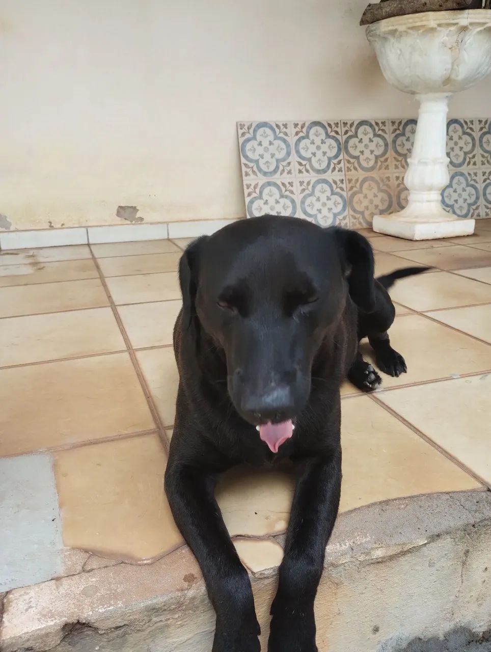 Doce doguinho castrado para adoção 