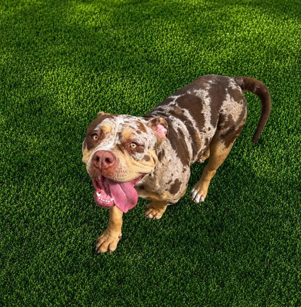 Cão American Bully exótic - Foto 3