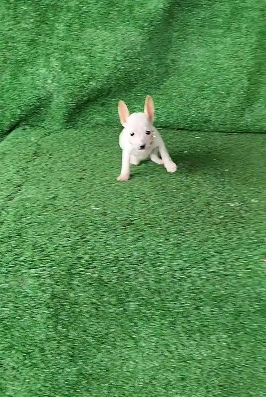 Pinscher pré adestrado  - Foto 5