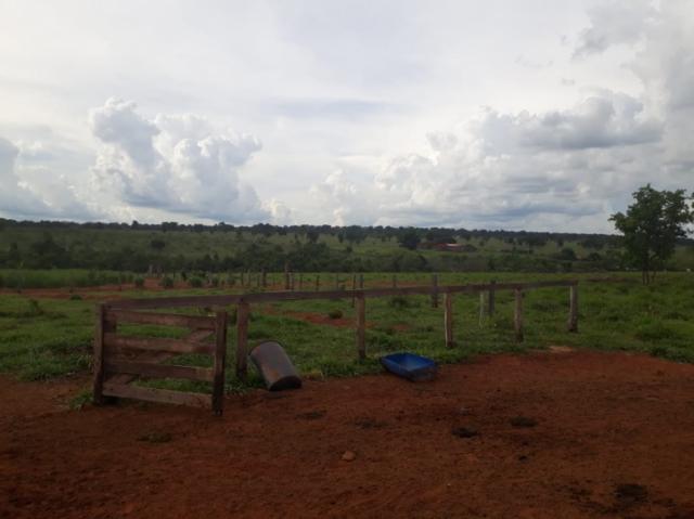 FAZENDA A VENDA EM NIOAQUE - MS (Pecuária) - Foto 5