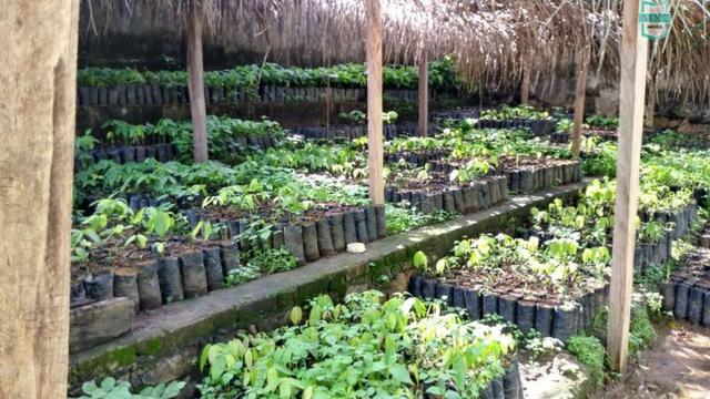 Ubaitaba. Fazenda de 78 Hectares, toda arrumada com infraestrutura e produção. - Foto 4