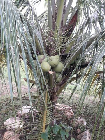 Chacara Varzea Grande troca por casa - Foto 6