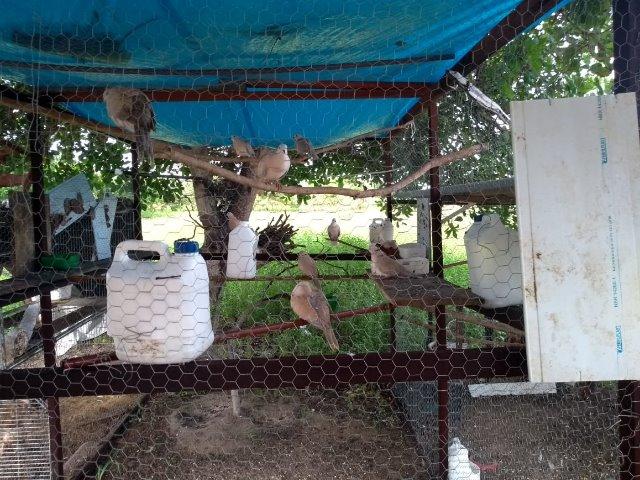 Vendo Granja em Monte Alegre-2 hectares- Campo de Futebol-Árvores Frutíferas - Foto 6