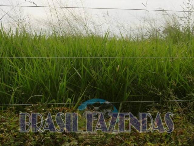 Fazenda em Barreiras. Oeste da Bahia - Foto 14