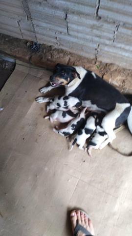 Filhote de Fox Paulistinha - Foto 5