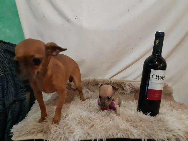 Pinscher zero só 350 - Foto 2