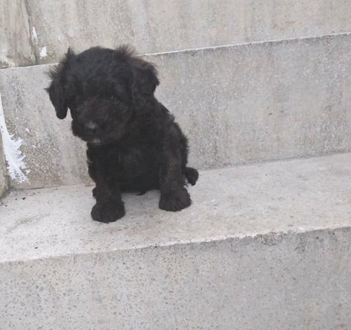 Filhote De Poodle - Foto 3
