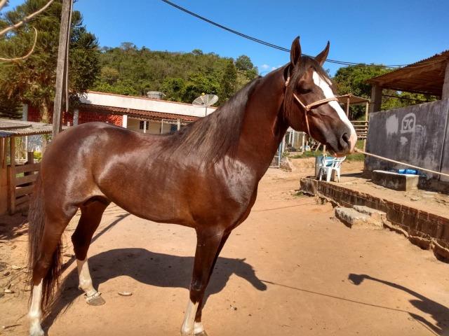 Cavalo Mangalarga Paulista