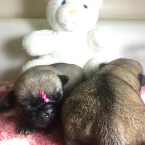 Filhotes de pug