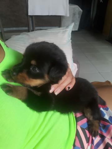 VENDO FILHOTE DE ROTTWEILER PURO