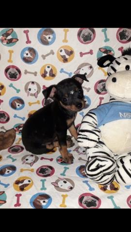 Pinscher miudinho - Foto 3