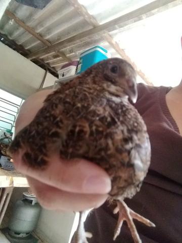 Vendo 14 codornas