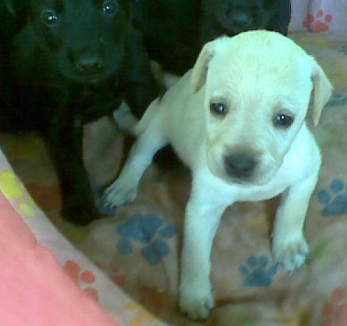 Rottweiler x labrador só 100 - Foto 5