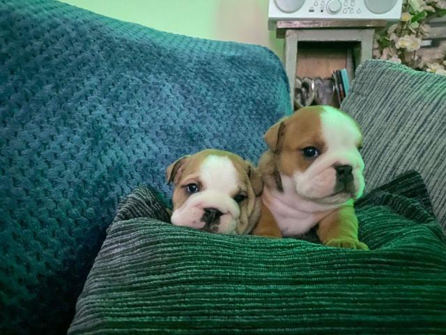 Bulldog Inglês branco/malhado/vermelho/red brindle, com garantias genéticas e suporte vet! - Foto 3
