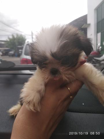 Lindos filhotes shihtzu pedigree opcional - Foto 3