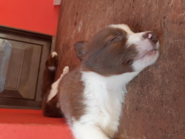 Filhotes border collie - Foto 3