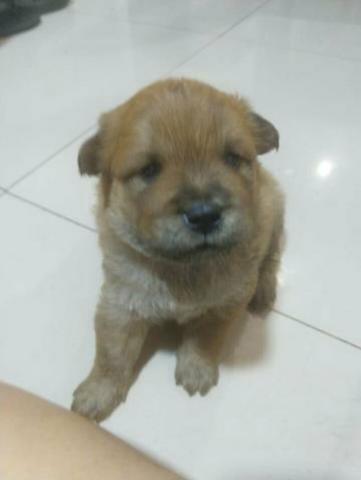 Venda de cachorro Chow-Chow - Foto 5