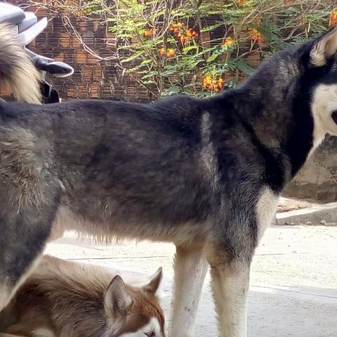 Husky - Foto 3